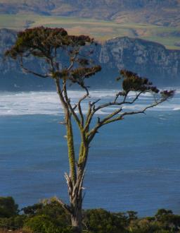 A famoous tree high up on a hill in the Catlins