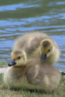 Canadian Goslings