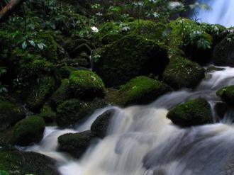 Creek near McLeans falls