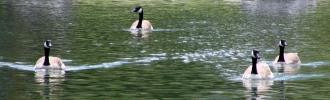 Canadian Geese