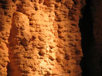 Spider inside the Hastings caves