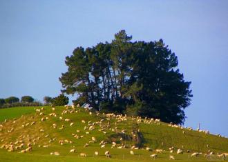 Sheep in the Catlins