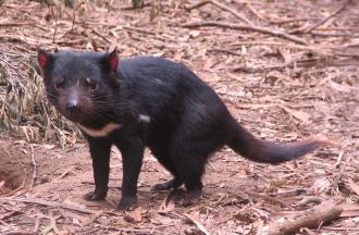 Violent little Tasmanian Devil