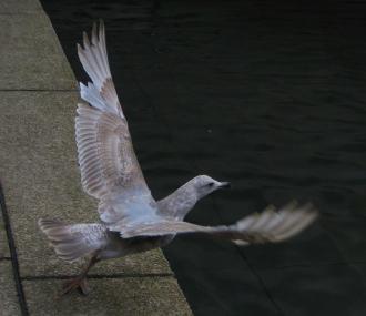 Seagull at Robson Square in Vancouver