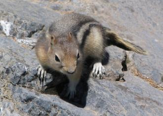 Chipmunk at Lake Agnes above Lake Loiuse